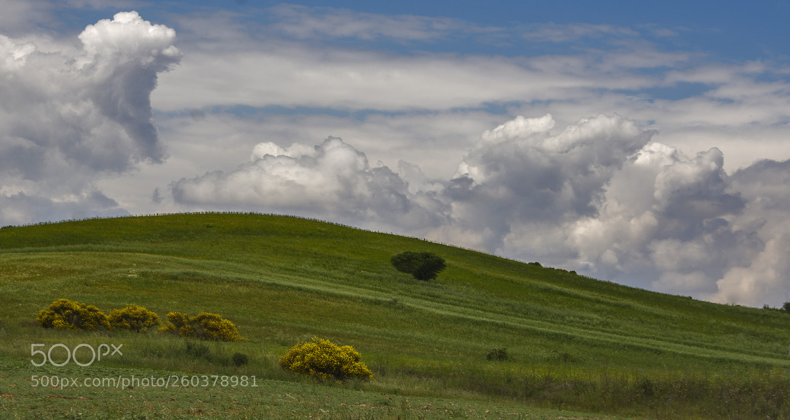 Nikon D7200 sample photo. Lonely tree photography