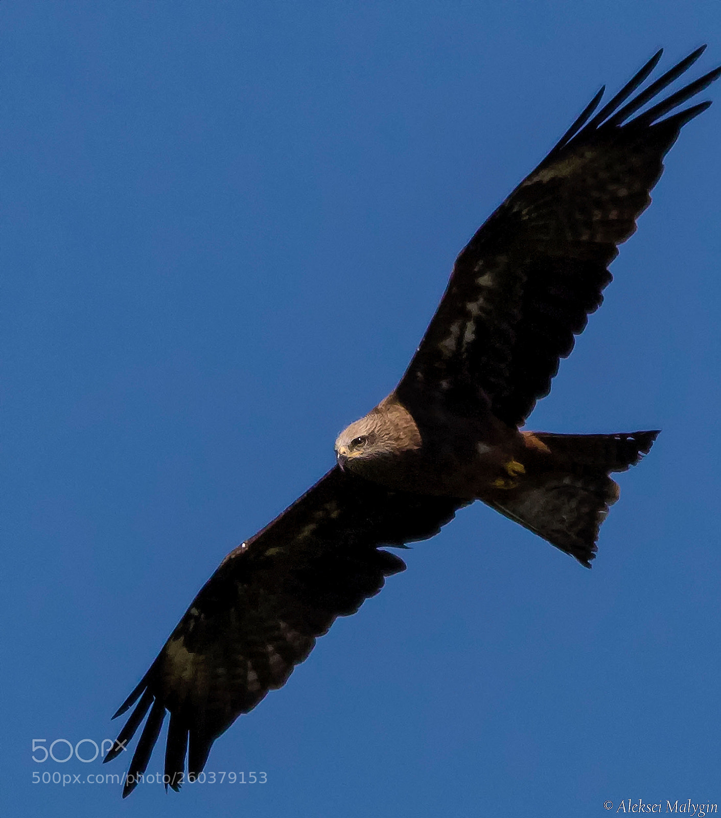 Canon EOS 7D Mark II sample photo. Black kite photography