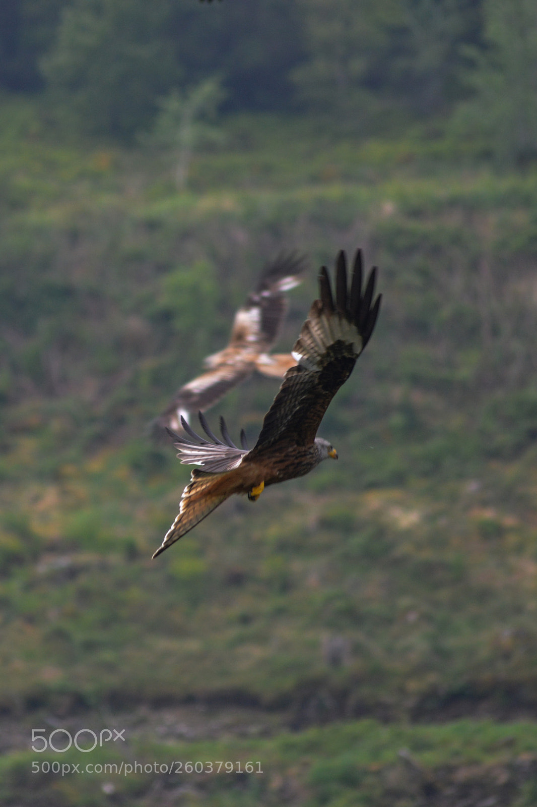Nikon D3200 sample photo. Red kite photography
