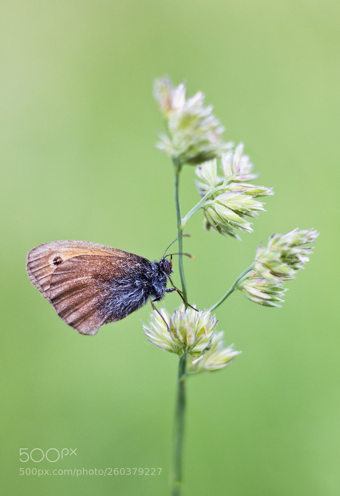 Canon EOS 60D sample photo. I photography