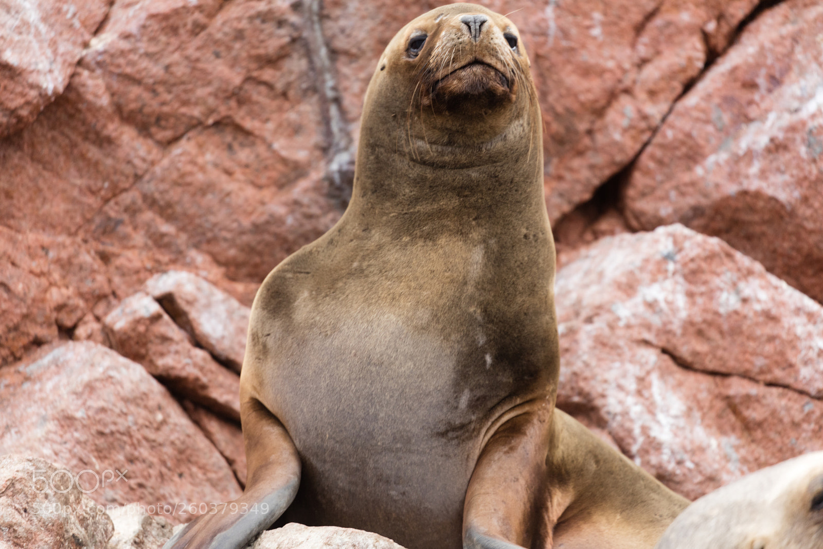Canon EOS 5DS R sample photo. Ballestas islands, perù photography