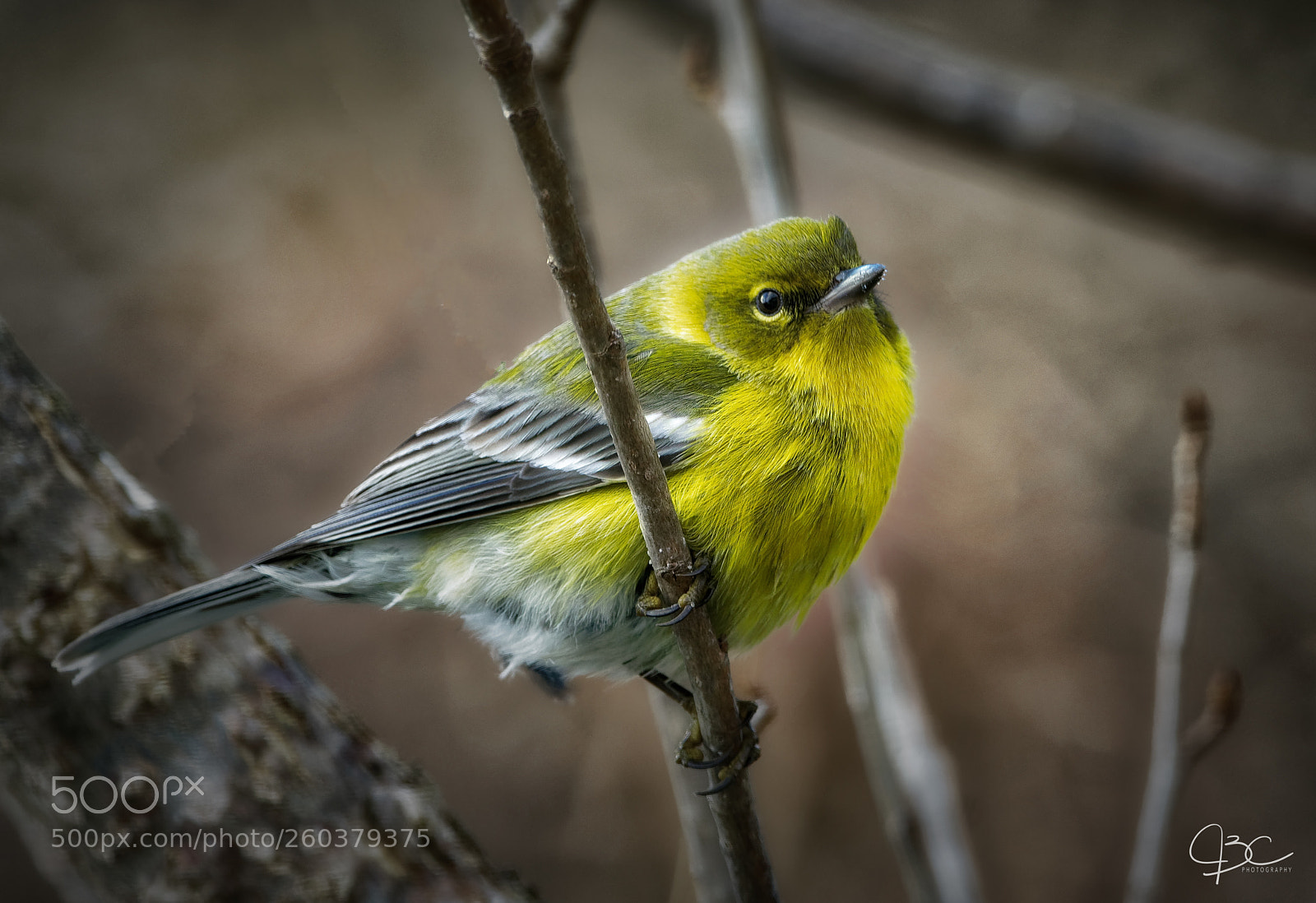 Sony a7R II sample photo. Pine warbler photography