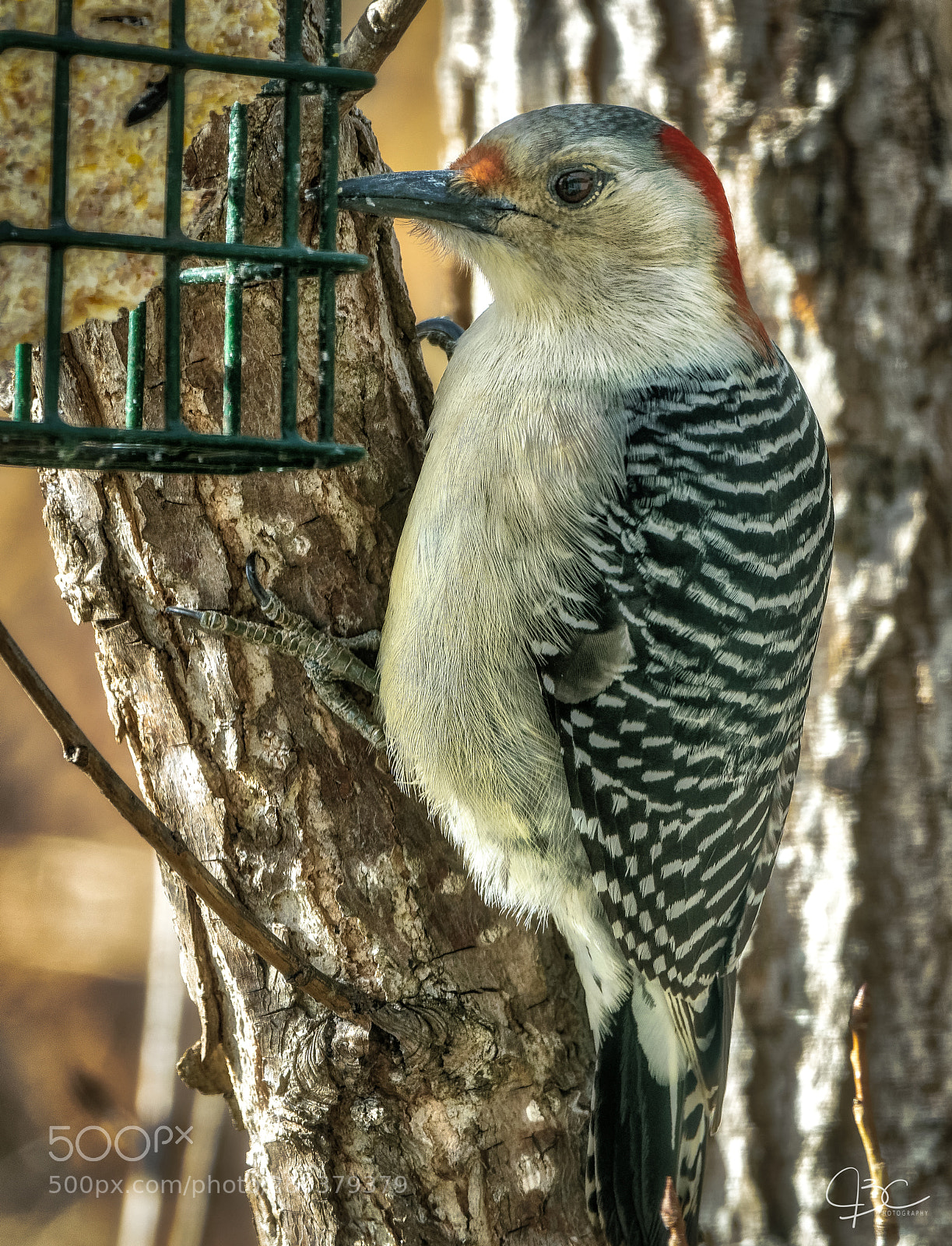 Sony a7R II sample photo. Red bellied woodpecker photography