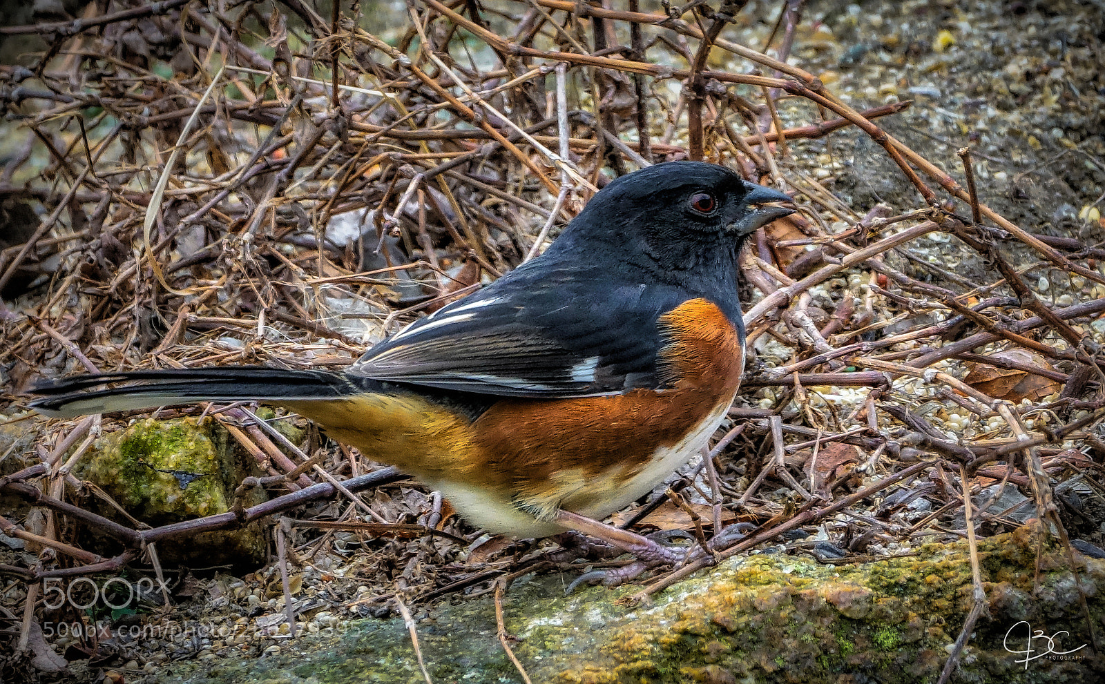 Sony a7R II sample photo. Towhee copy photography