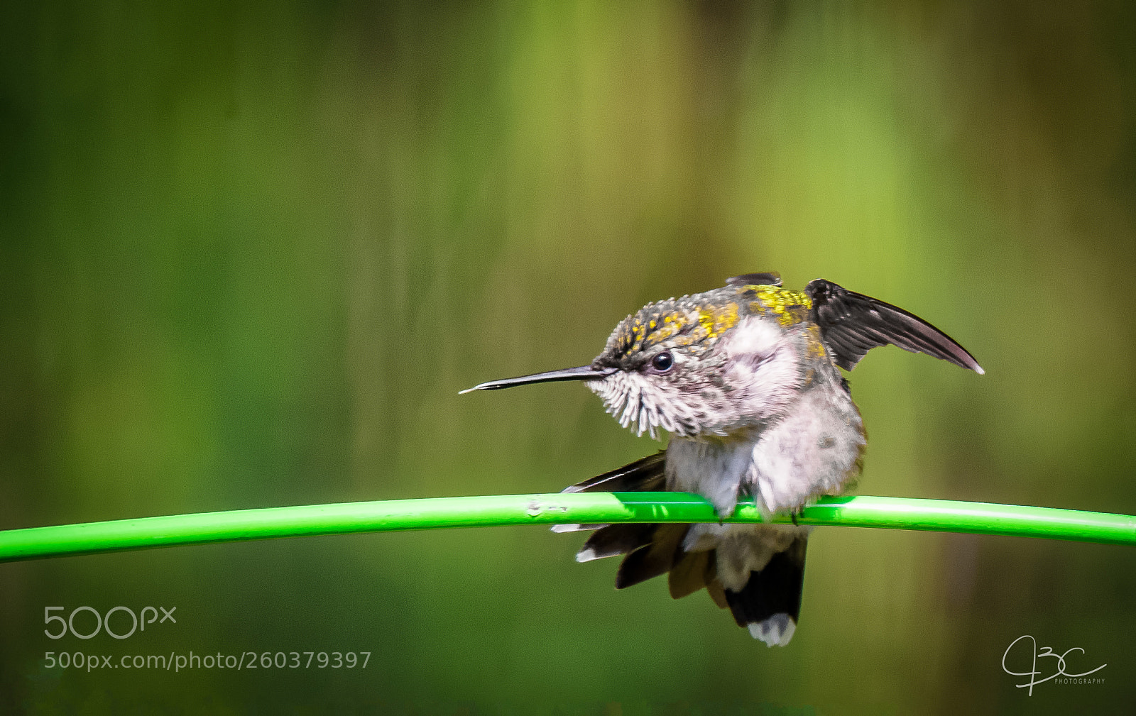 Nikon D800 sample photo. Young hummer photography
