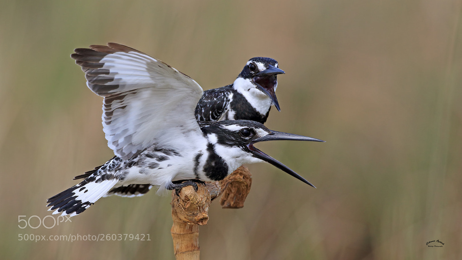 Canon EOS 7D Mark II sample photo. Pied kingfisher. photography