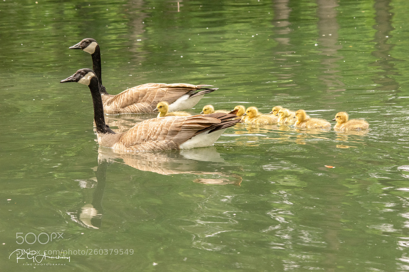 Pentax K-3 II sample photo. In safe wings photography