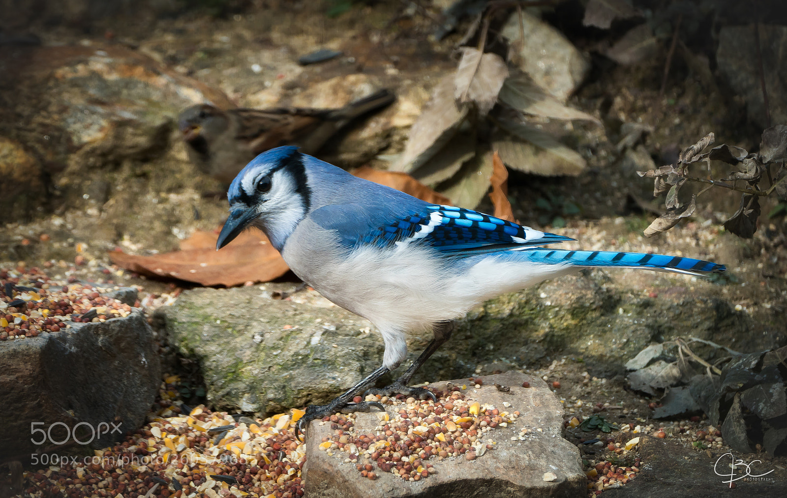 Sony a7R II sample photo. Blue jay photography
