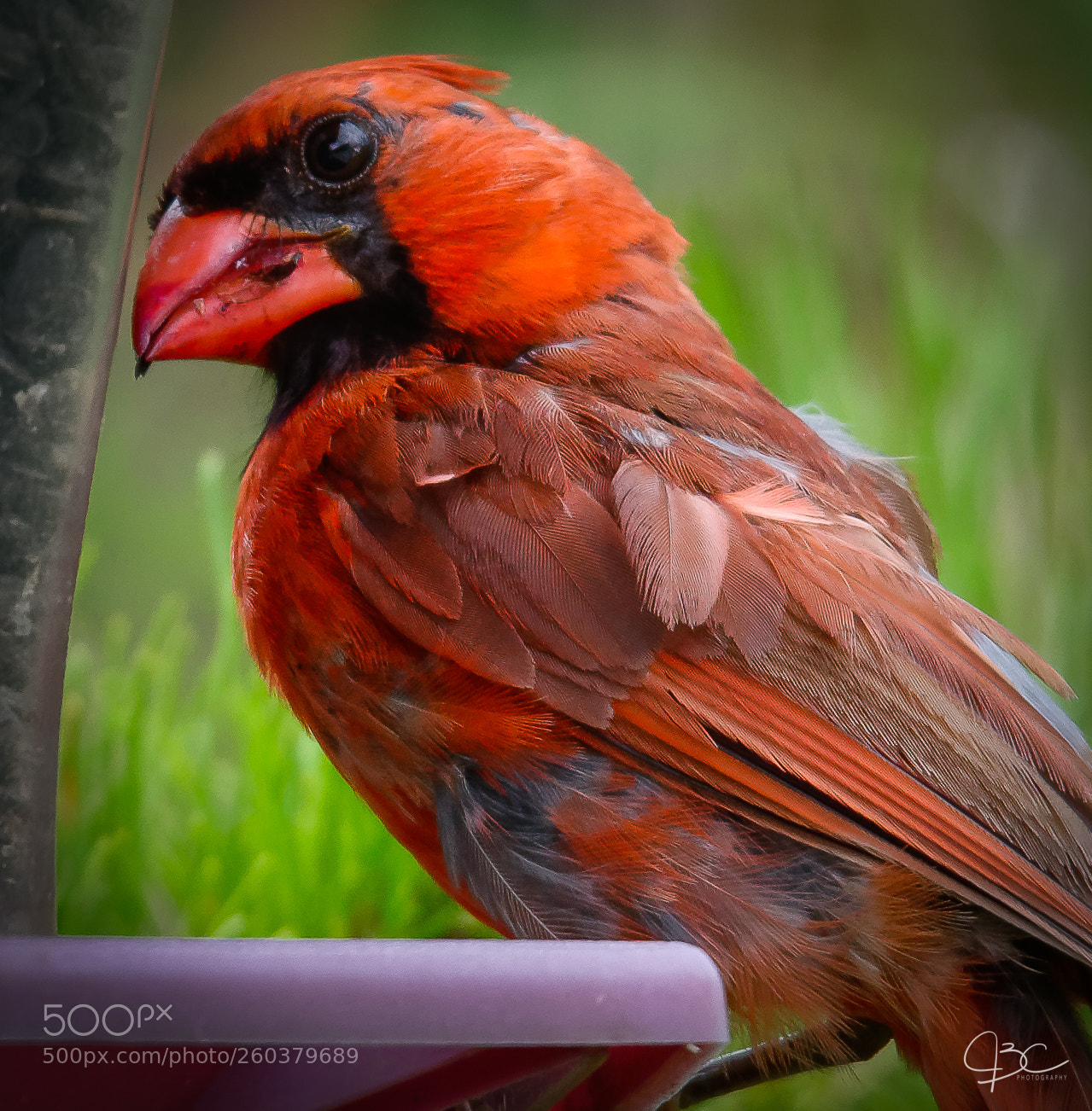 Nikon D800 sample photo. Molting feathers photography