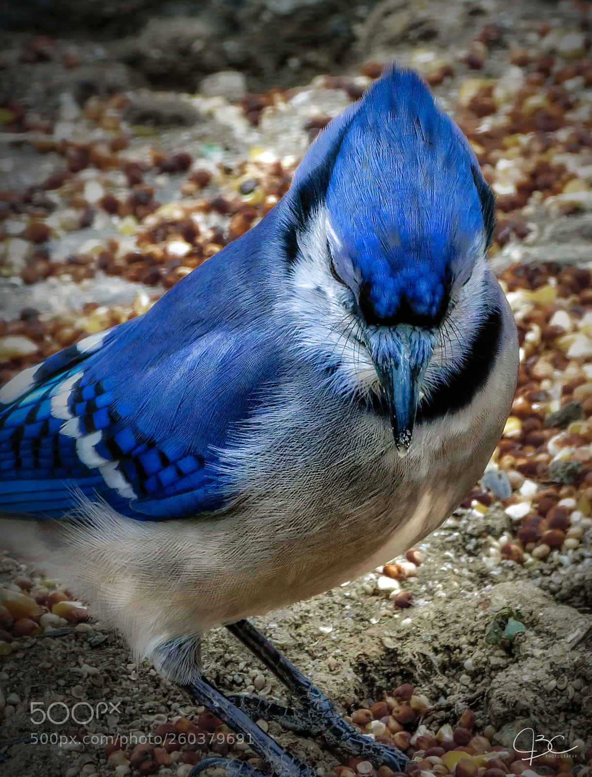 Sony a7R II sample photo. Bluejay photography