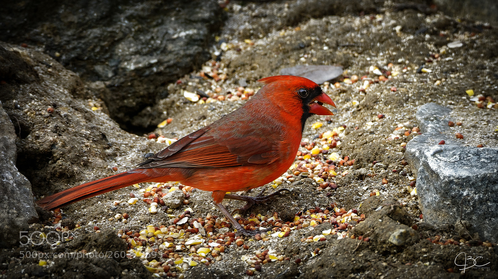 Sony a7R II sample photo. Male cardinal photography