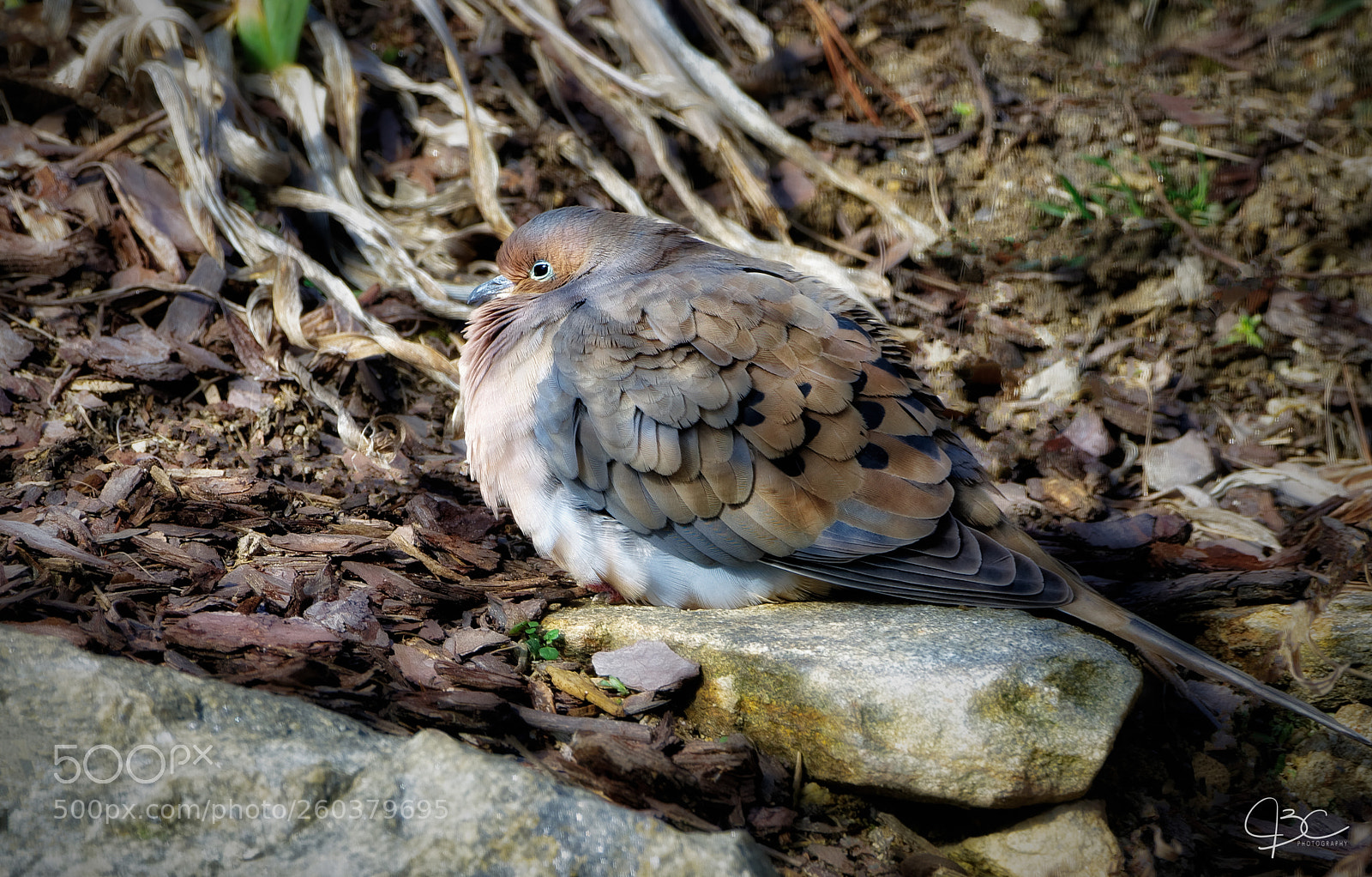 Sony a7R II sample photo. Cold dove photography