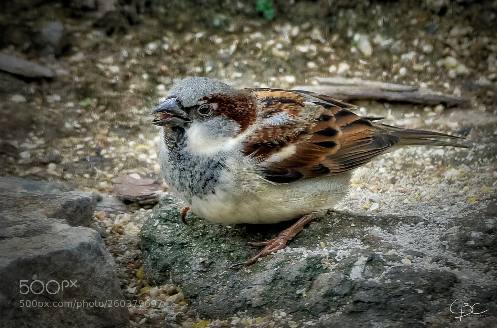Sony a7R II sample photo. Common sparrow photography