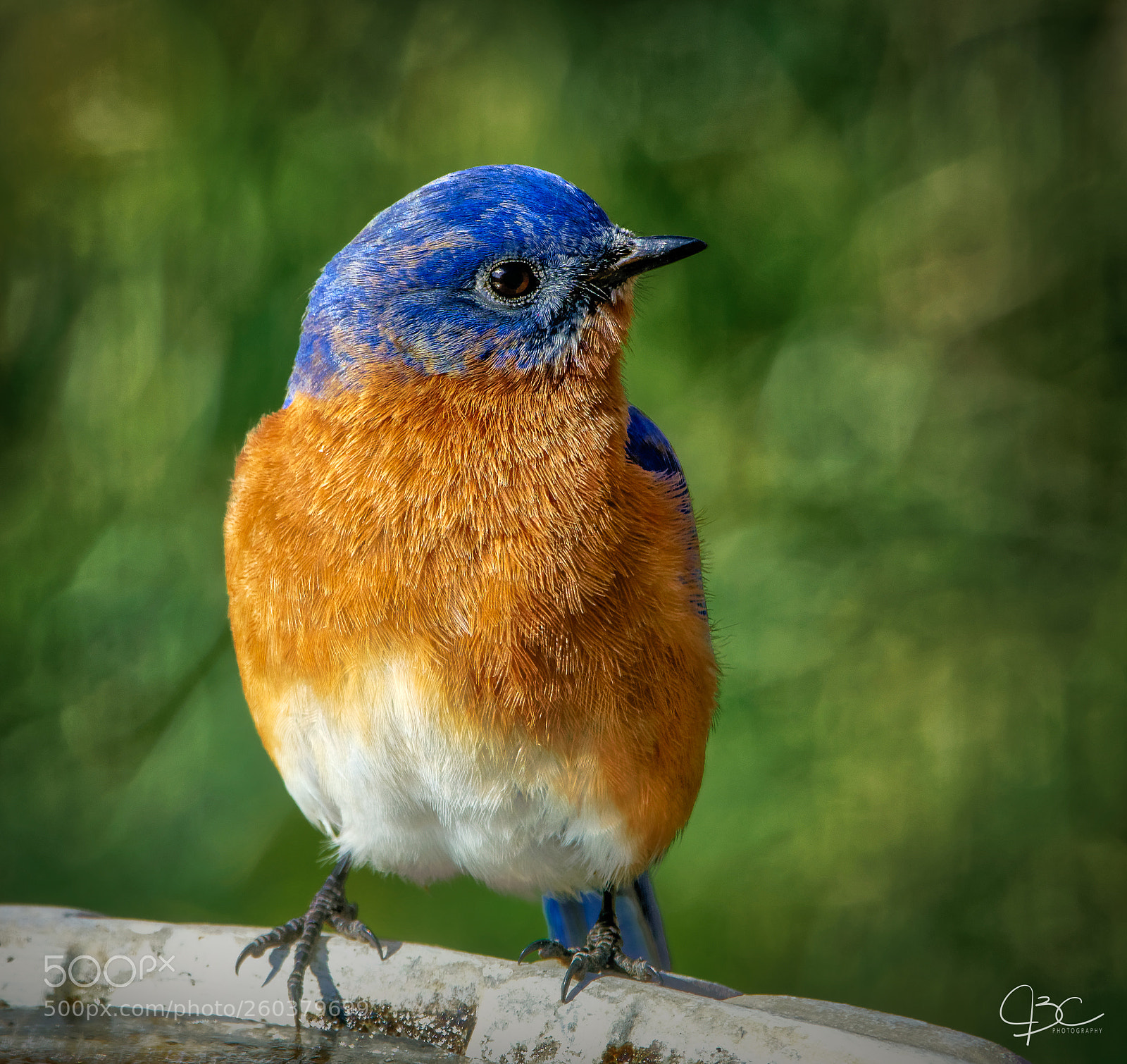 Sony a7R II sample photo. Bluebird photography