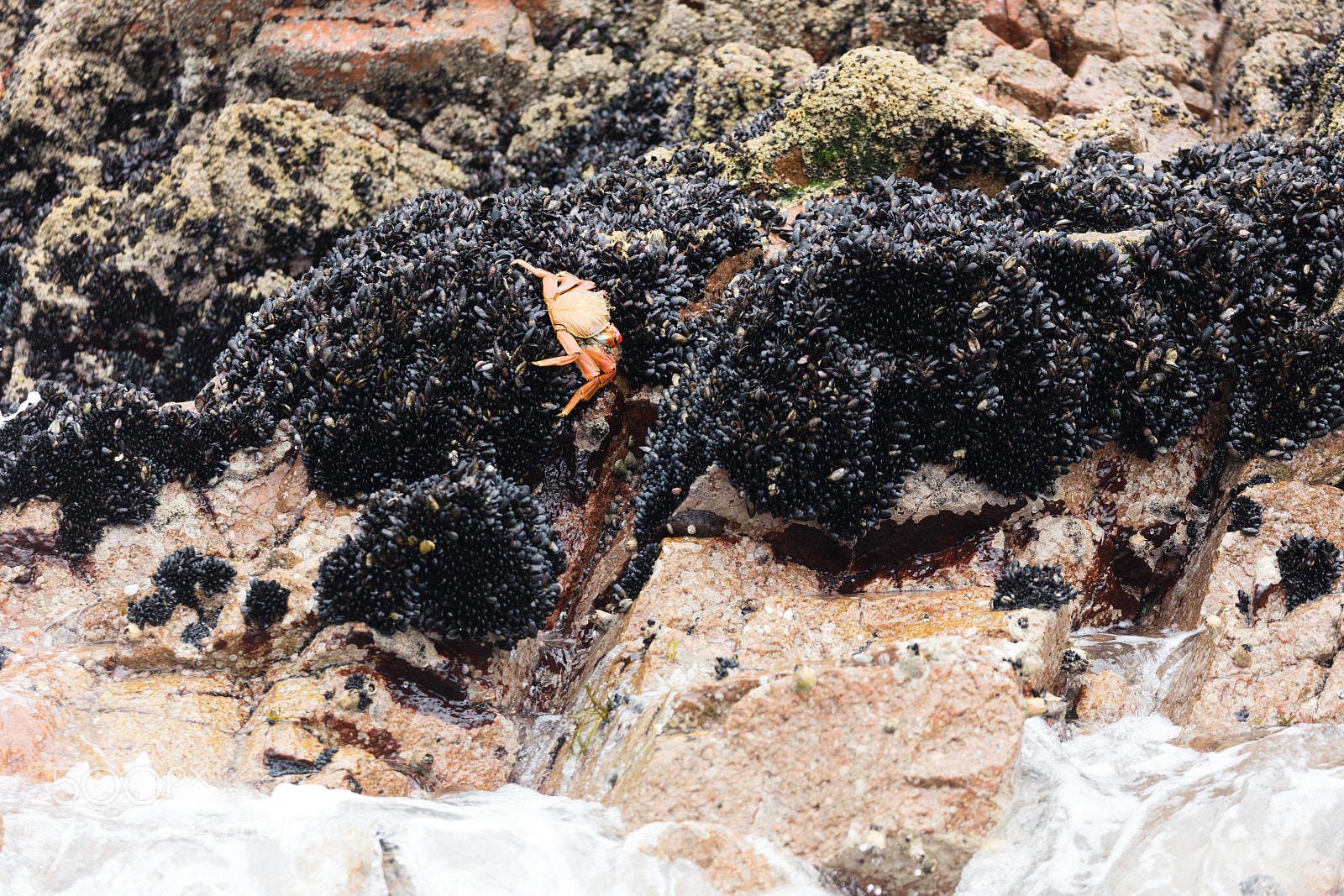 Canon EOS 5DS R sample photo. Ballestas islands, perù photography