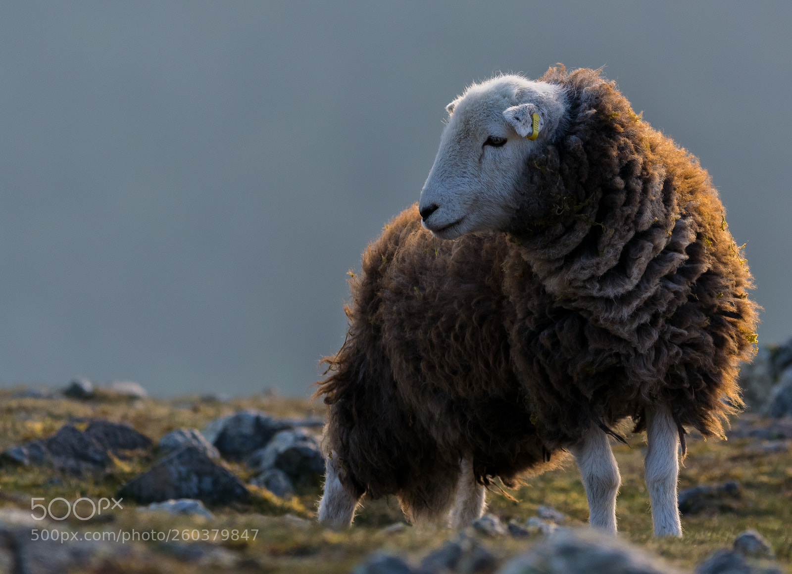 Nikon D3300 sample photo. Herdwick in early evening photography