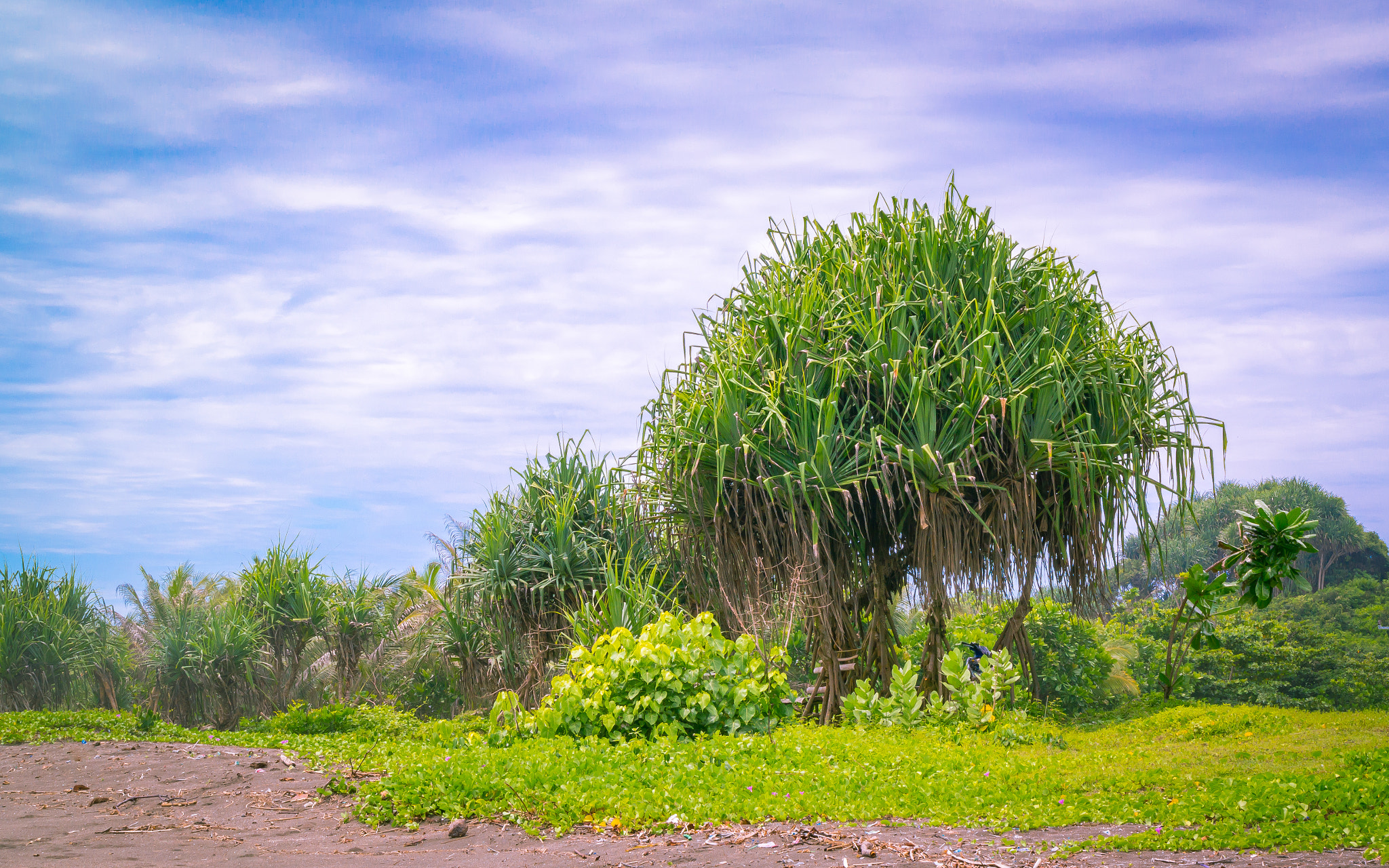 Samsung NX30 sample photo. Pandanus tree photography