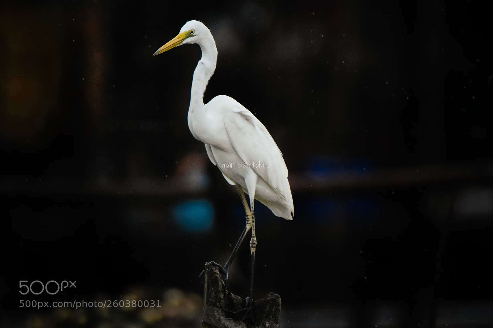 Nikon D3300 sample photo. Stand alone (stork) photography