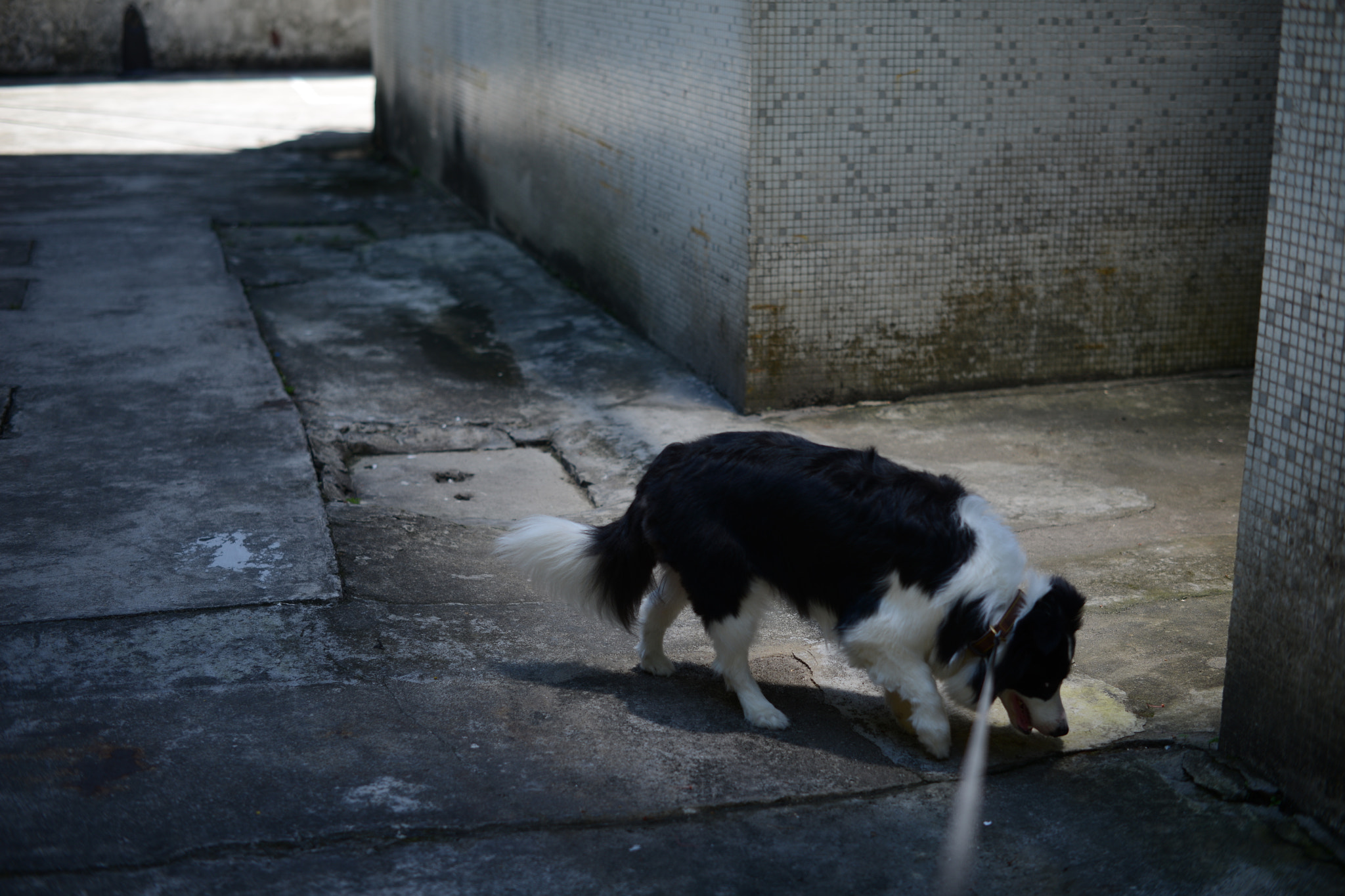 ZEISS Milvus 50mm F1.4 sample photo. Another dog photography