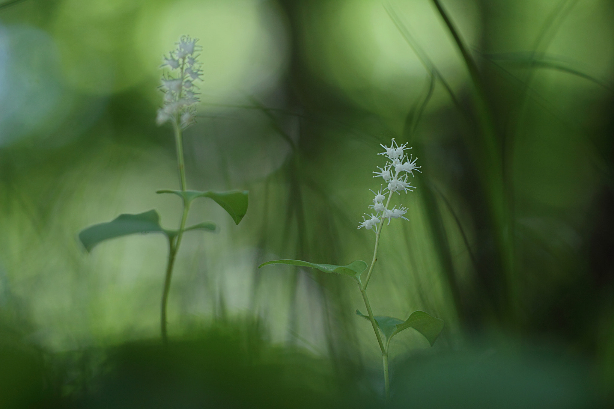 Canon EF 100mm F2.8L Macro IS USM sample photo. In light shade... photography