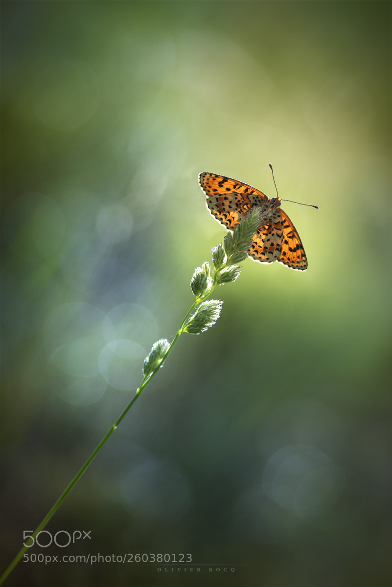 Nikon D810 sample photo. M lit e orang photography