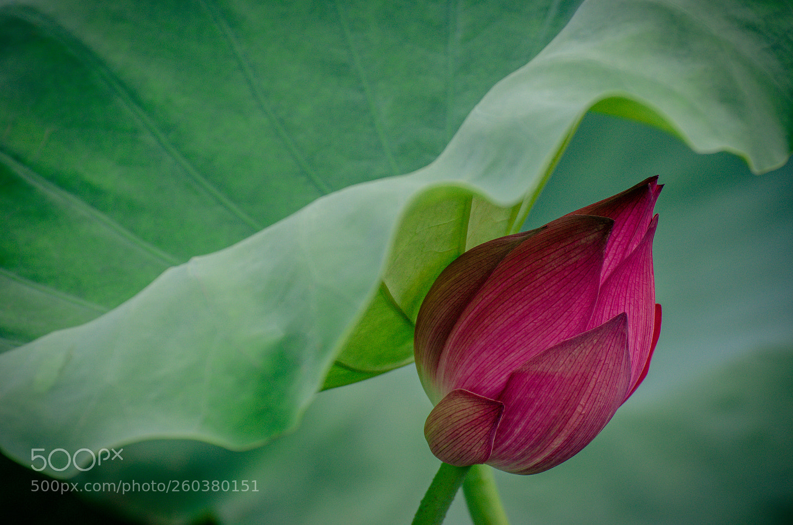 Nikon D7000 sample photo. Lotus flower photography