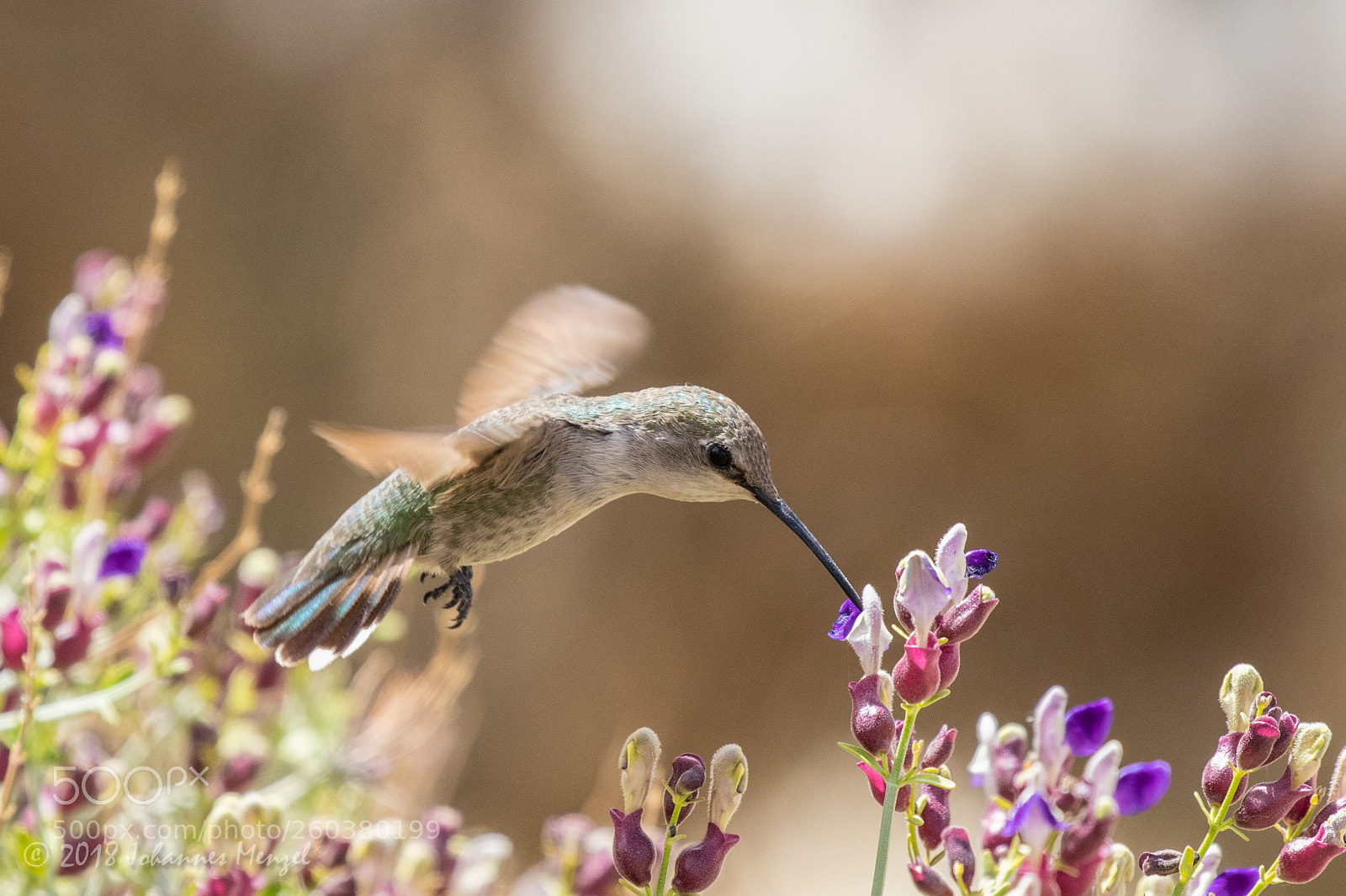 Canon EOS 7D Mark II sample photo. Desert hummingbird iii photography