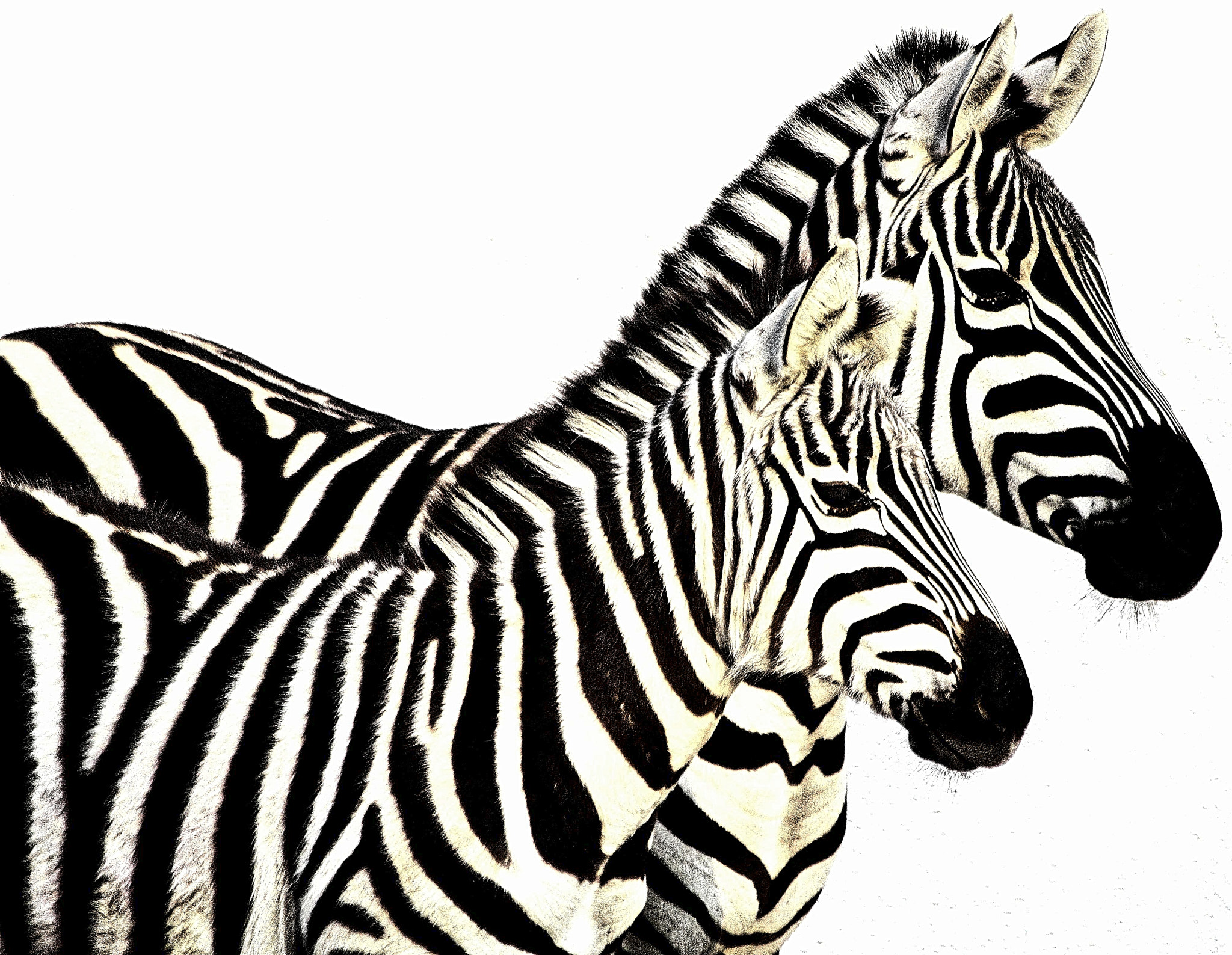 Canon EF 70-300mm F4-5.6 IS USM sample photo. Zebras (high contrat b&w) photography