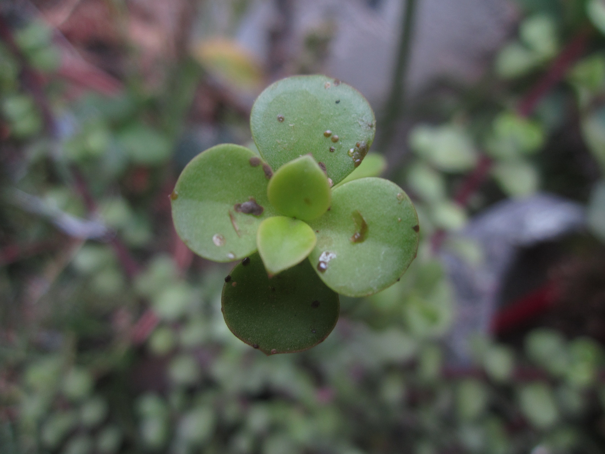 Canon PowerShot A2200 sample photo. Loto photography