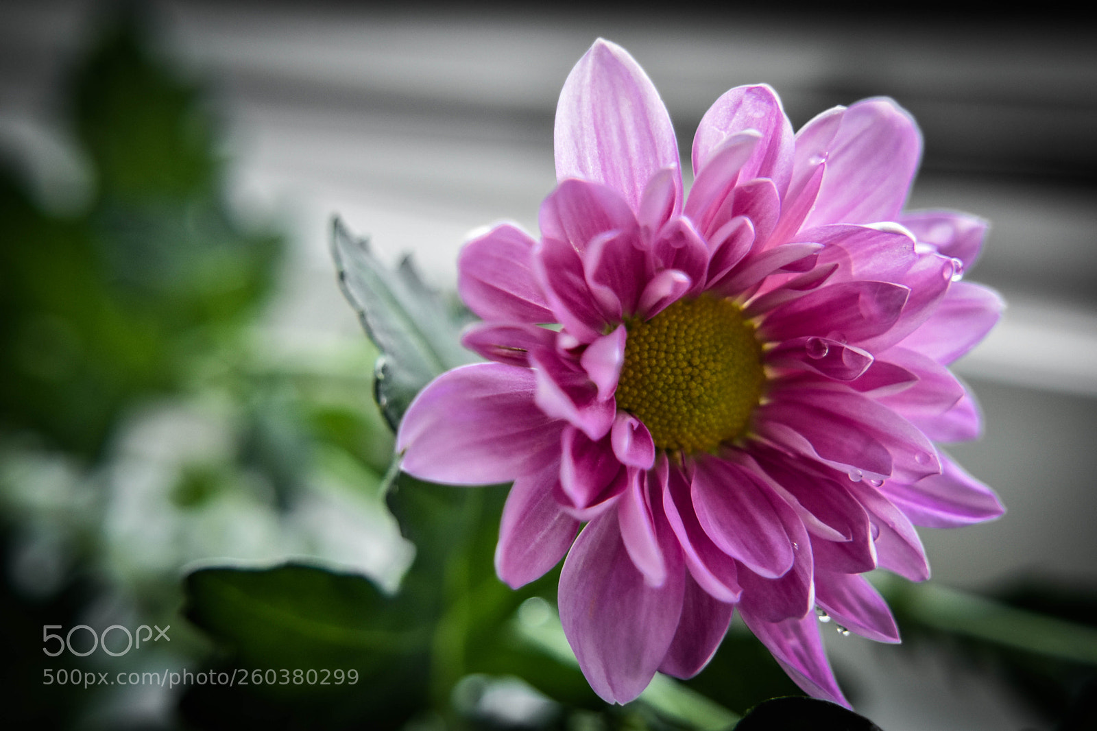 Nikon D5500 sample photo. F15 photography