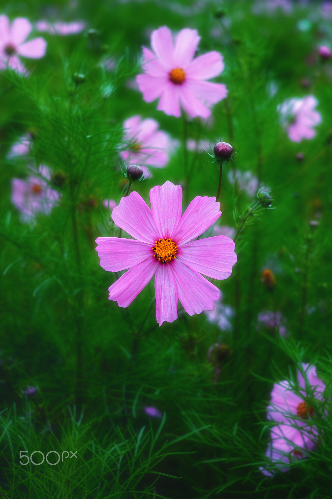 Sigma DP2 Merrill sample photo. Wild flowers photography