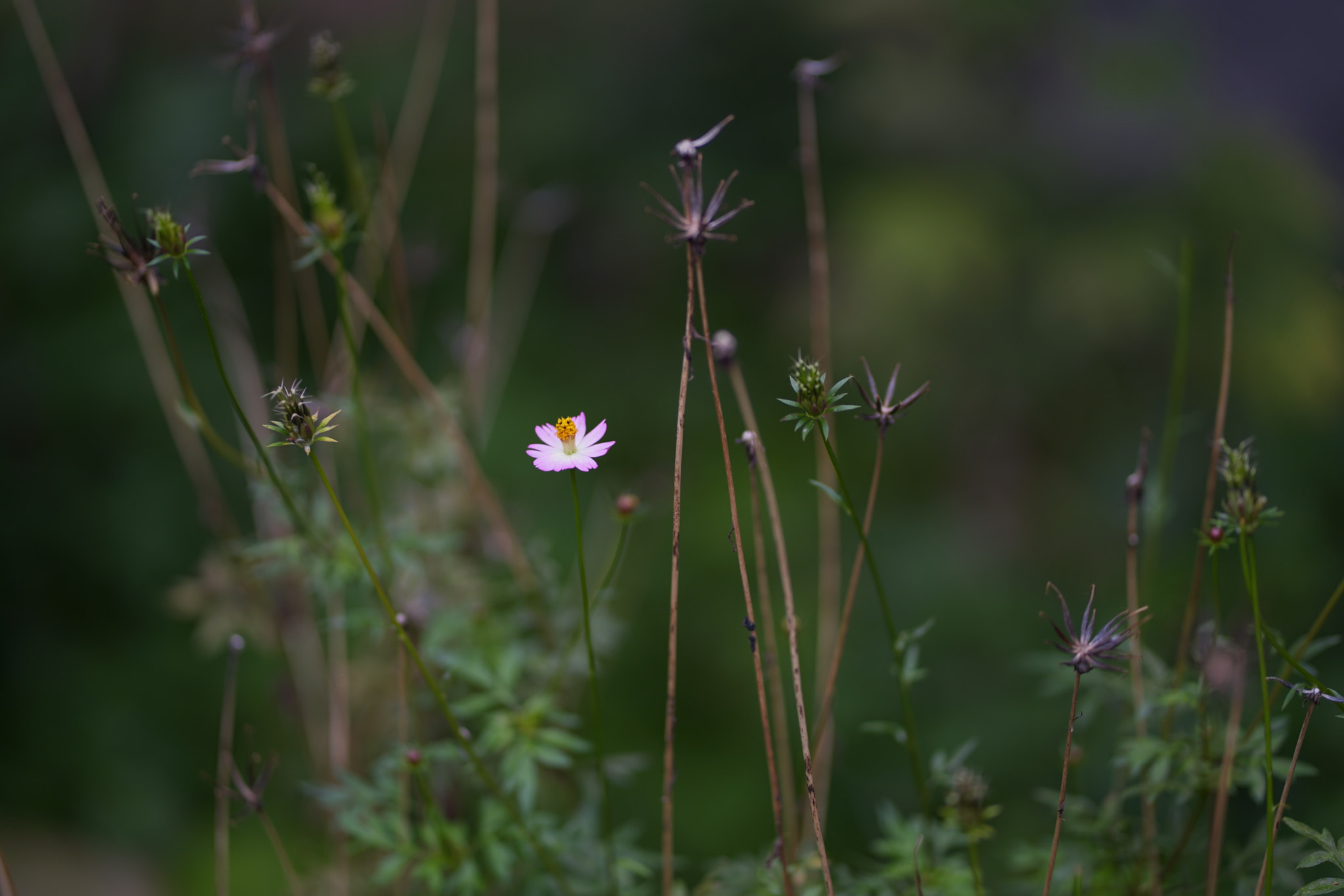 ZEISS Batis 85mm F1.8 sample photo. Bloom photography