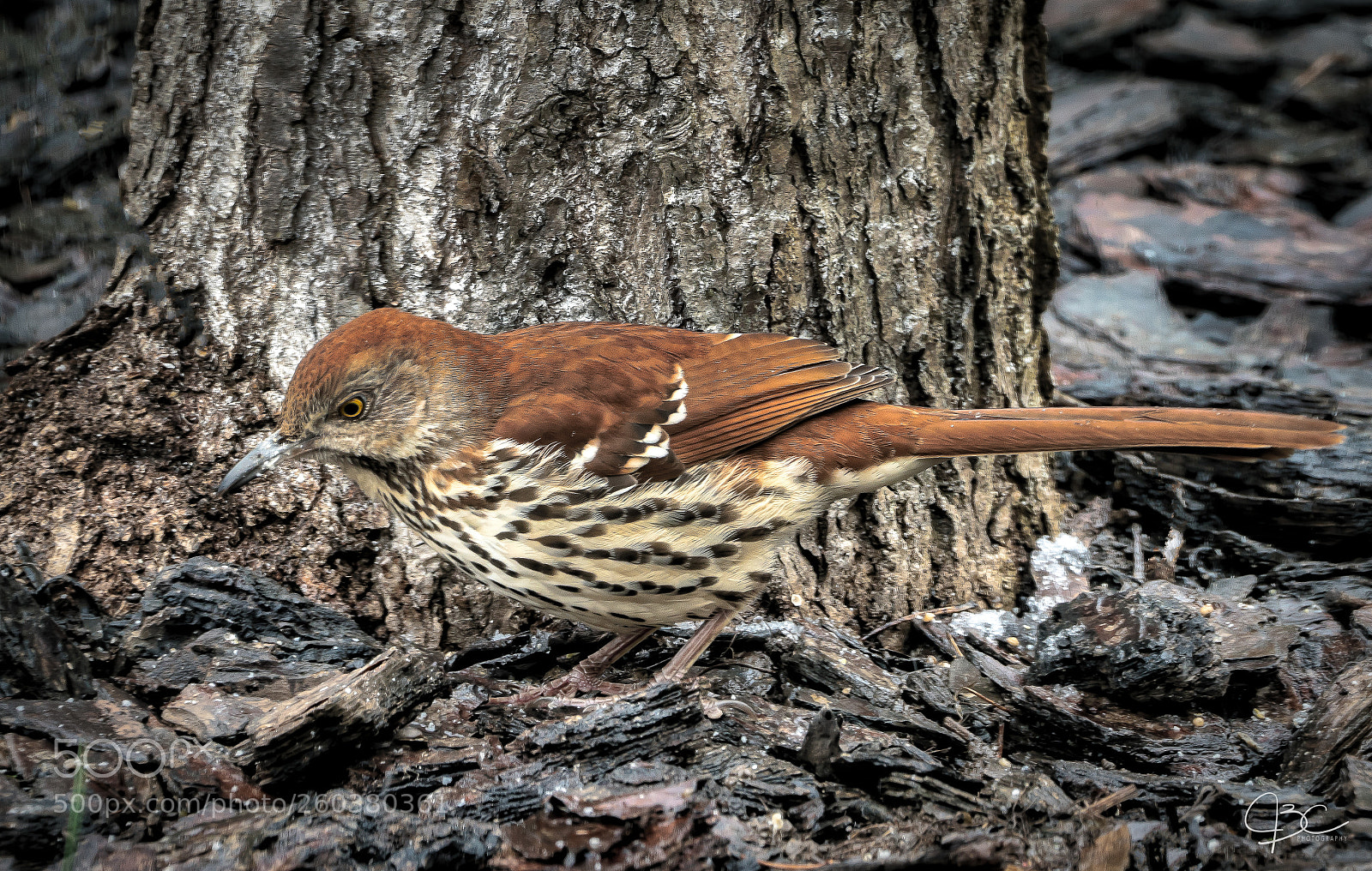 Sony a7R II sample photo. Brown thrasher photography