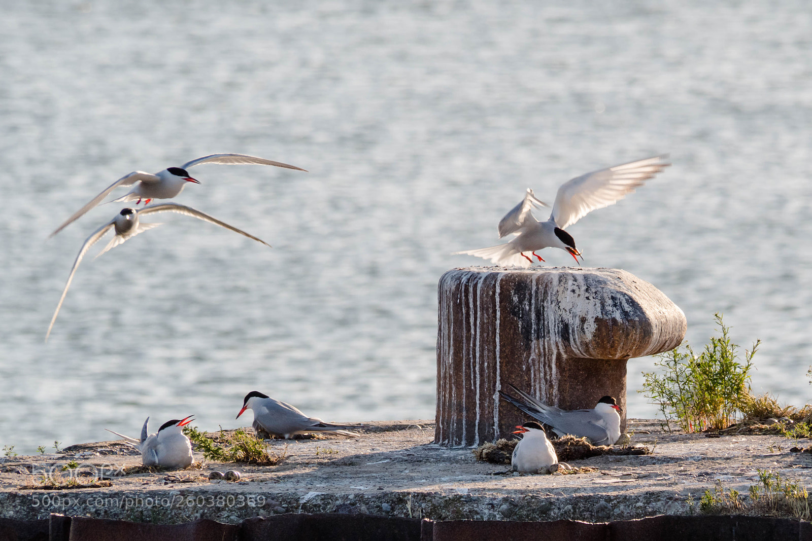 Olympus PEN-F sample photo. Seagull photography