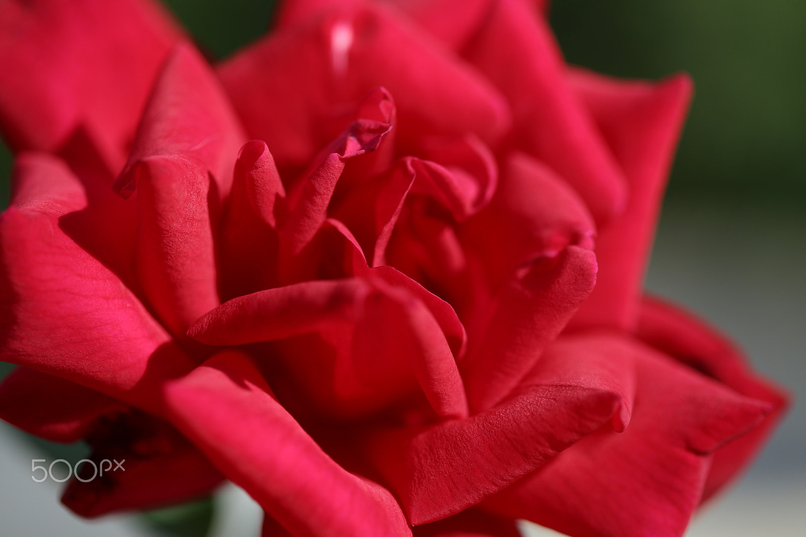 Canon EF 100mm F2.8 Macro USM sample photo. Colors photography