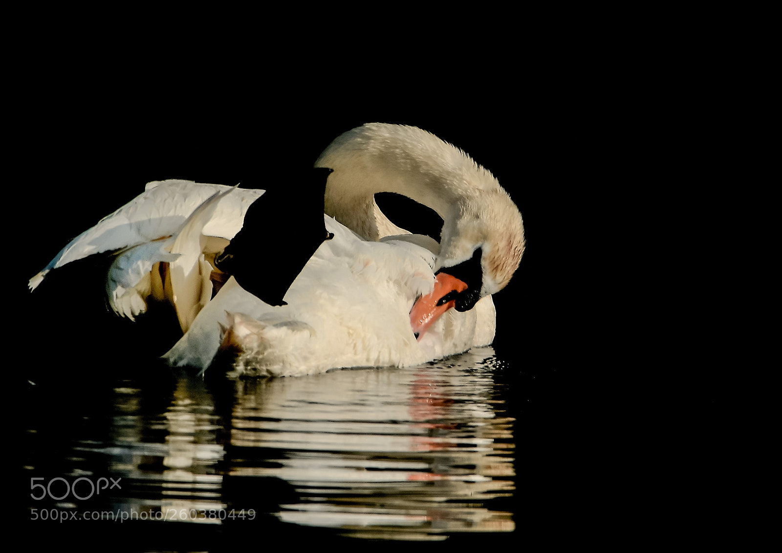 Nikon D500 sample photo. Cygne tuberculé photography