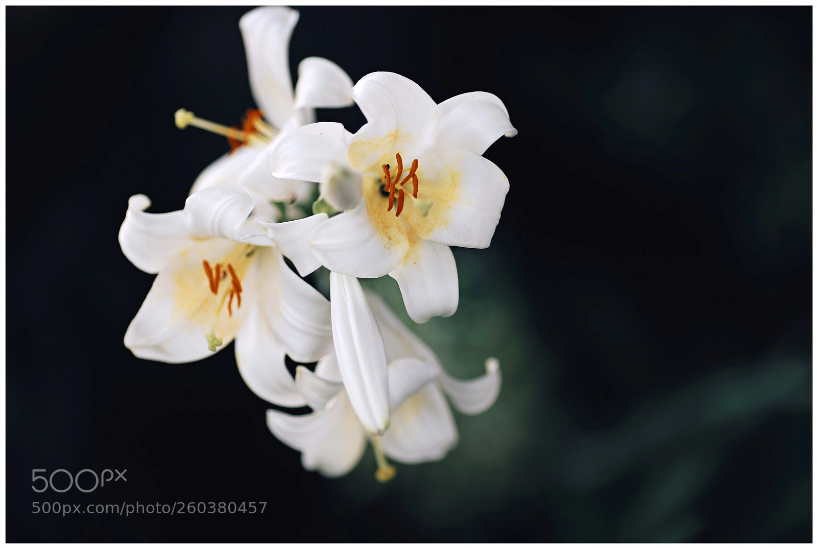 Canon EOS 6D sample photo. Untitled photography
