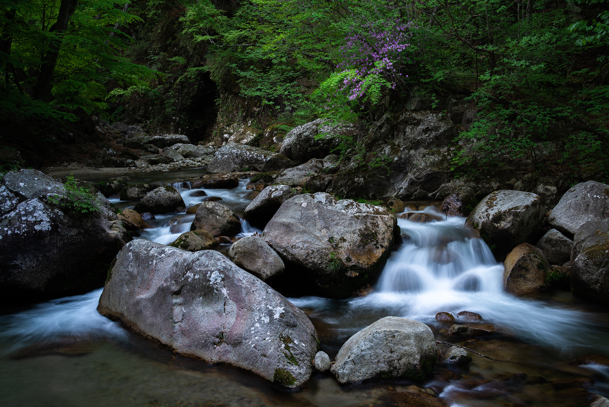 Sony a7S sample photo. Azalea photography