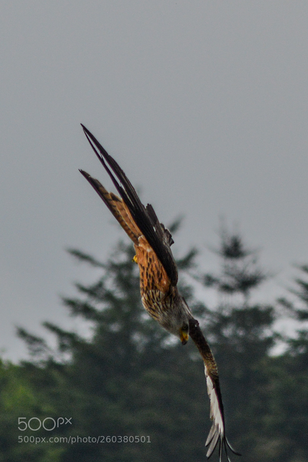 Nikon D3200 sample photo. Red kite photography