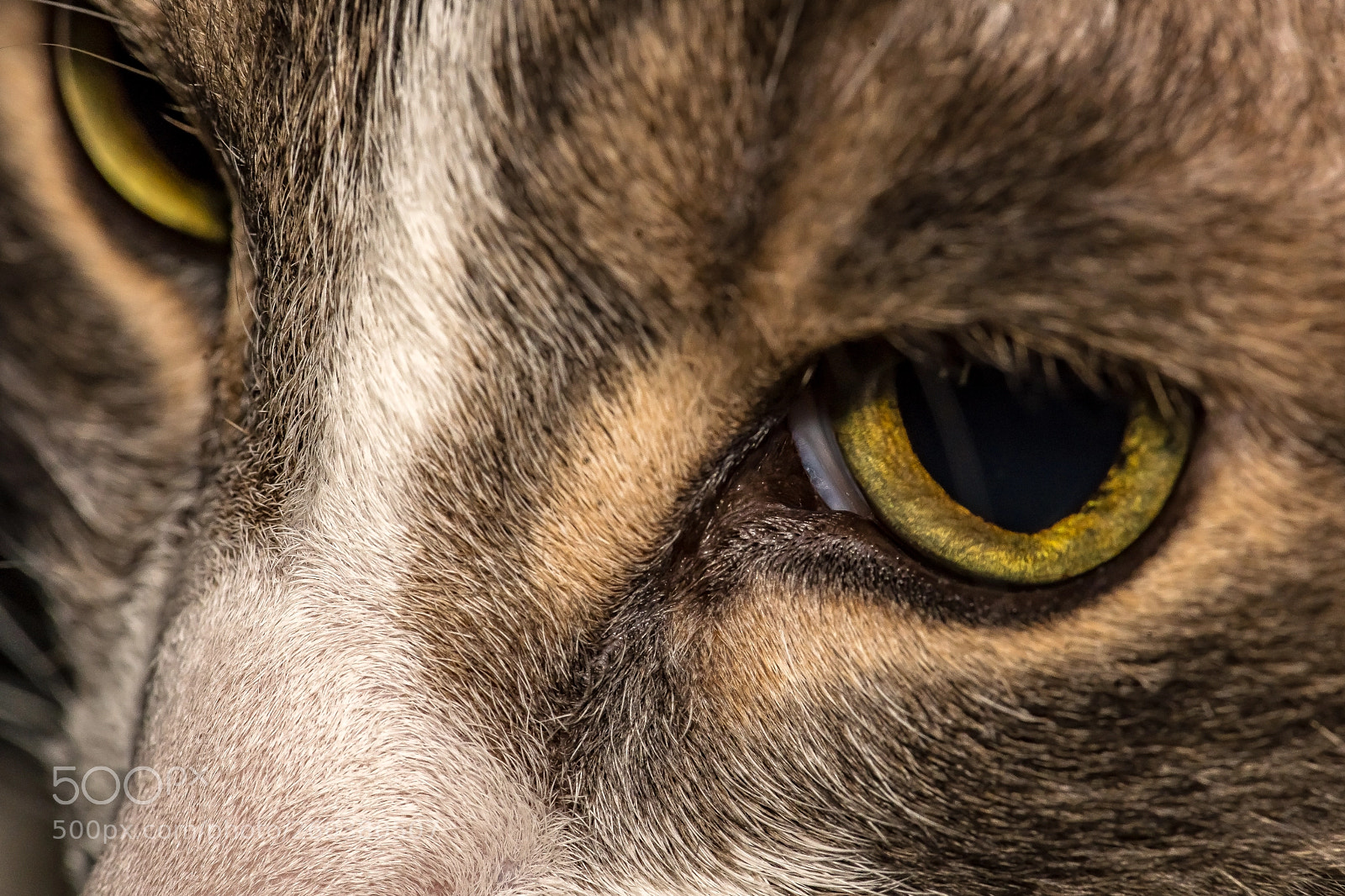 Sony a7 III sample photo. Cat's perspective photography