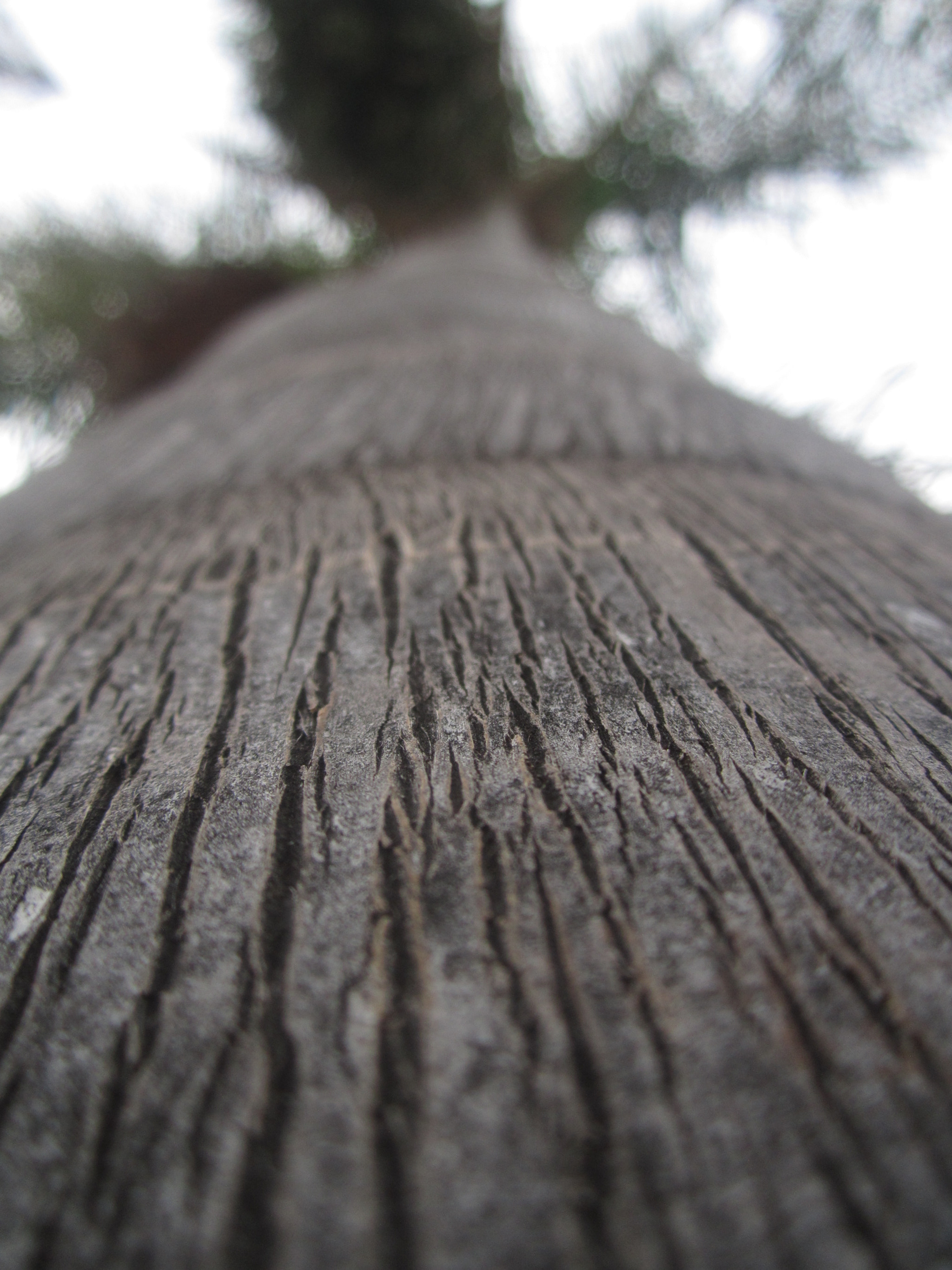 Canon PowerShot A2200 sample photo. Flujo photography
