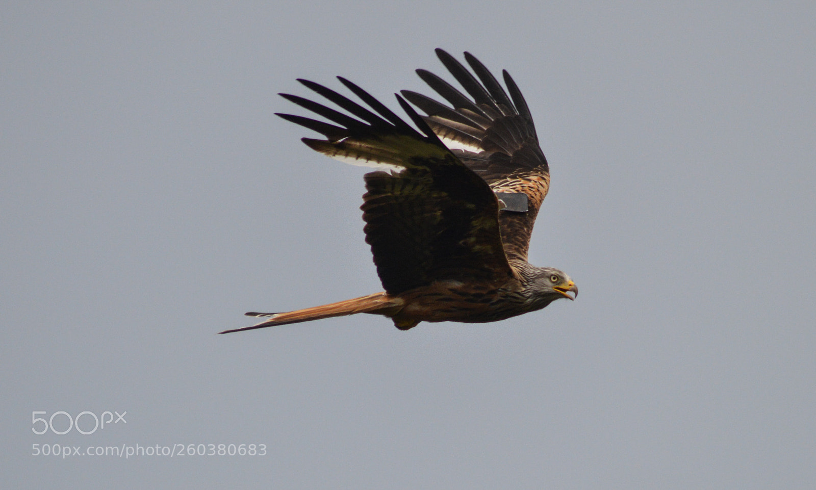 Nikon D3200 sample photo. Red kite photography