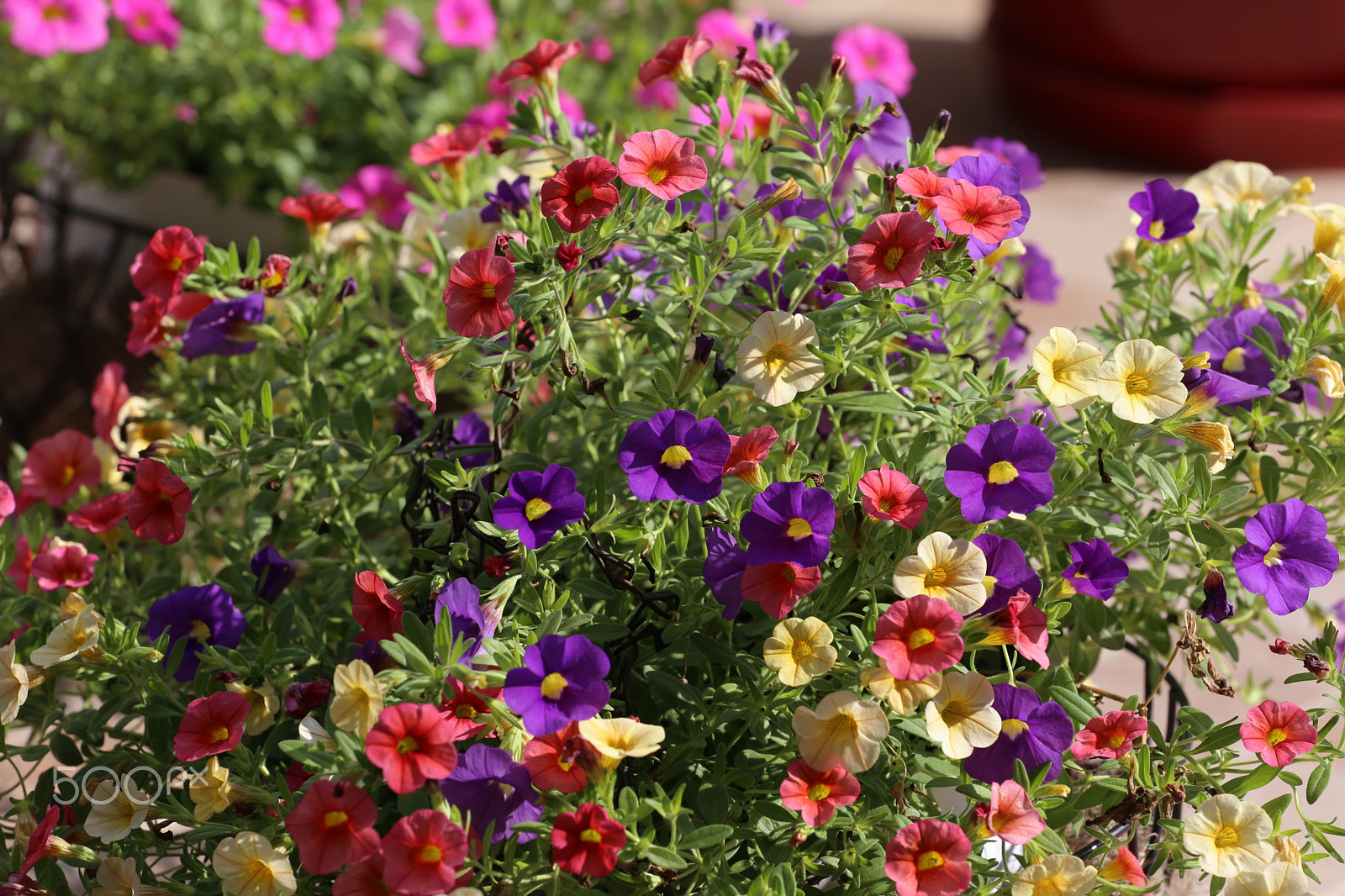Canon EOS 6D + Canon EF 70-200mm F4L USM sample photo. Colors 1 photography