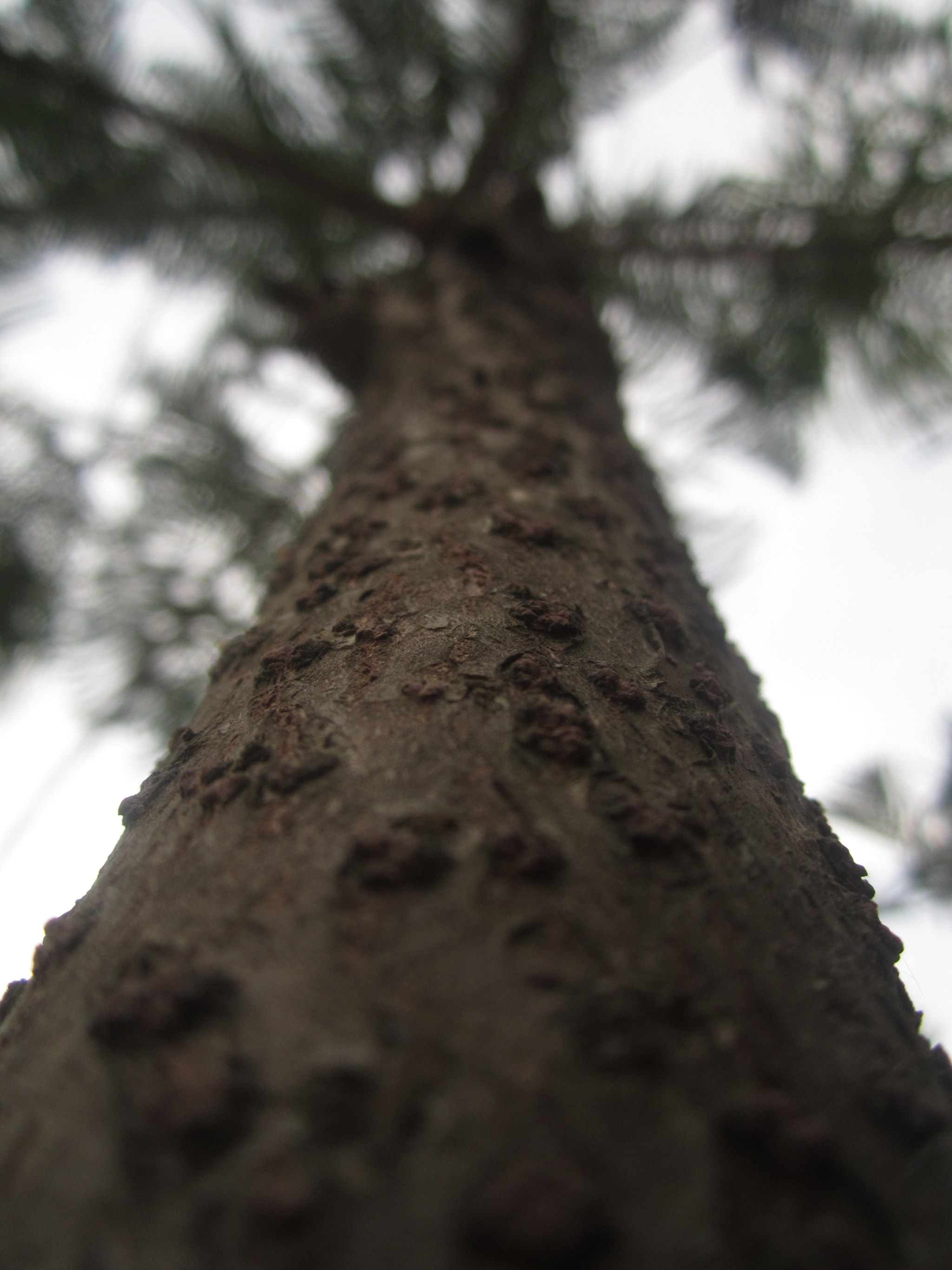 Canon PowerShot A2200 sample photo. Minado photography
