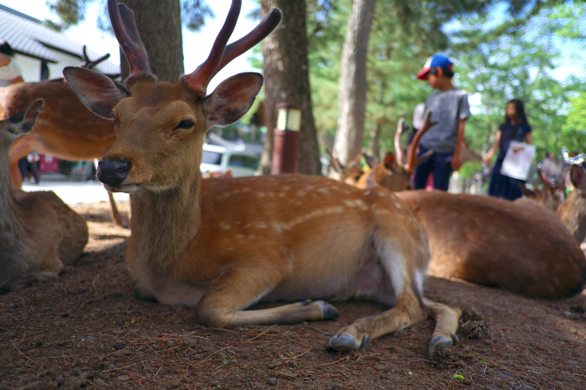 Fujifilm X-A3 sample photo. Deer photography
