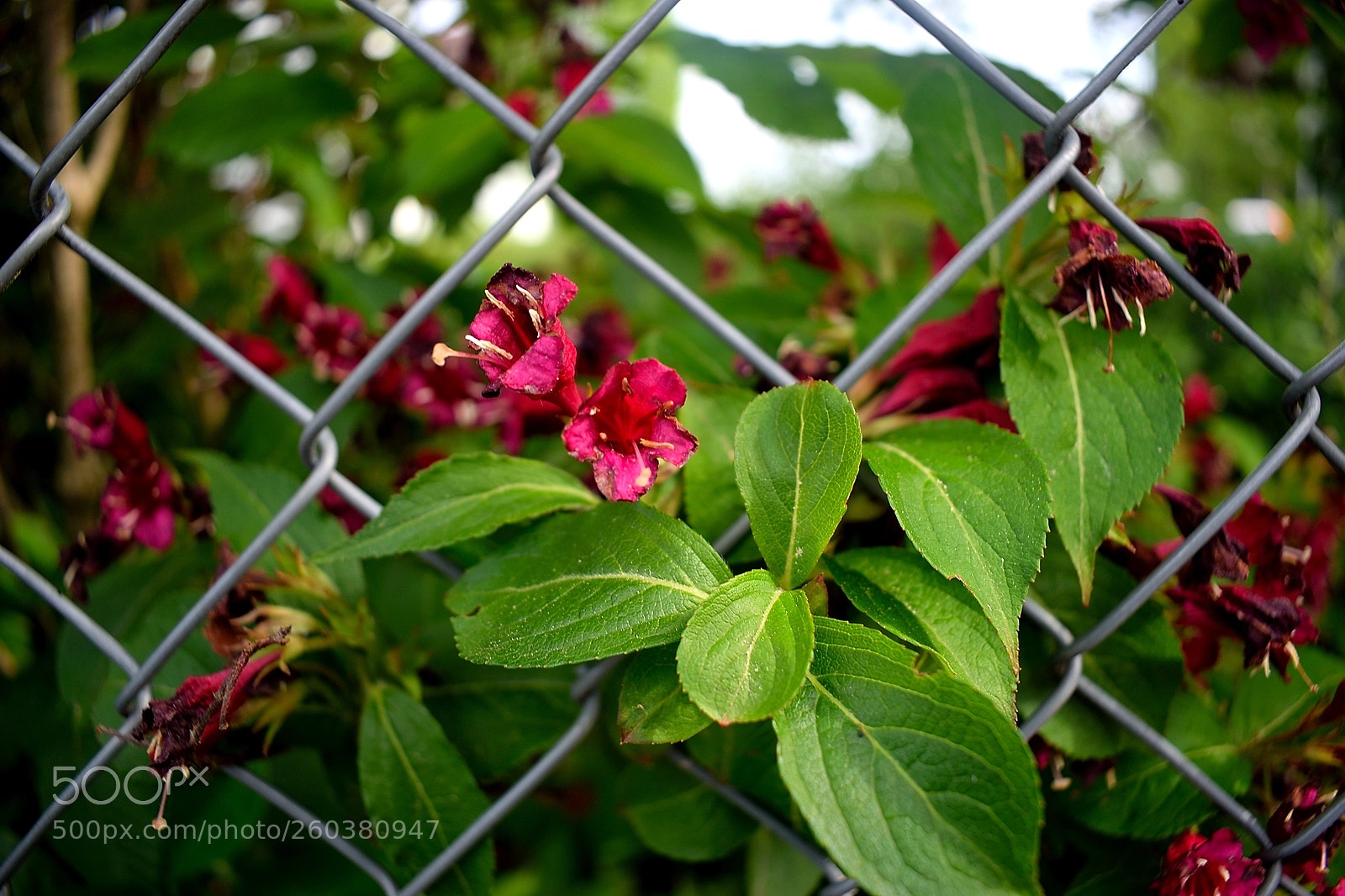 Nikon D3300 sample photo. Plant photography
