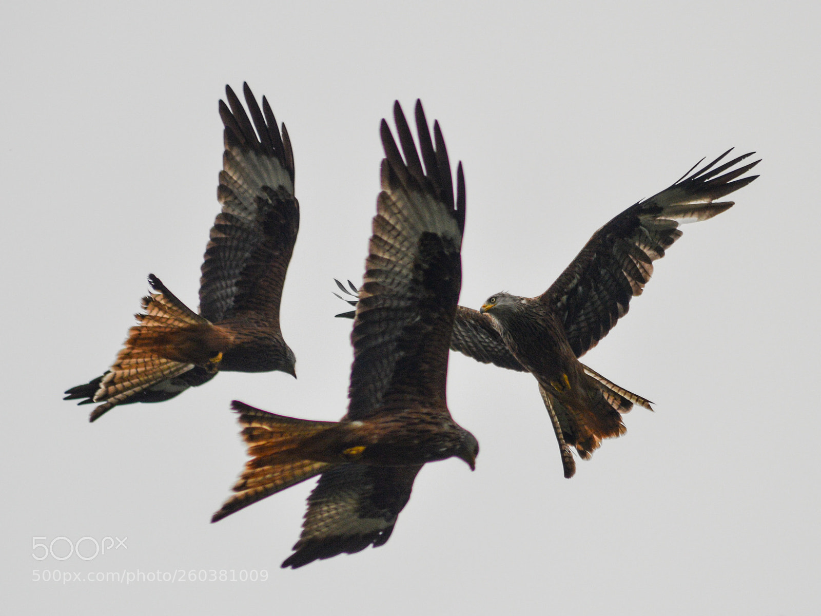 Nikon D3200 sample photo. Red kite photography