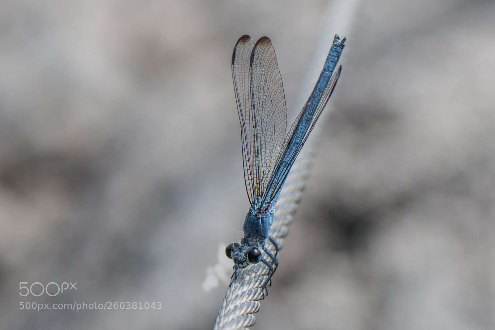 Nikon D850 sample photo. Blue photography