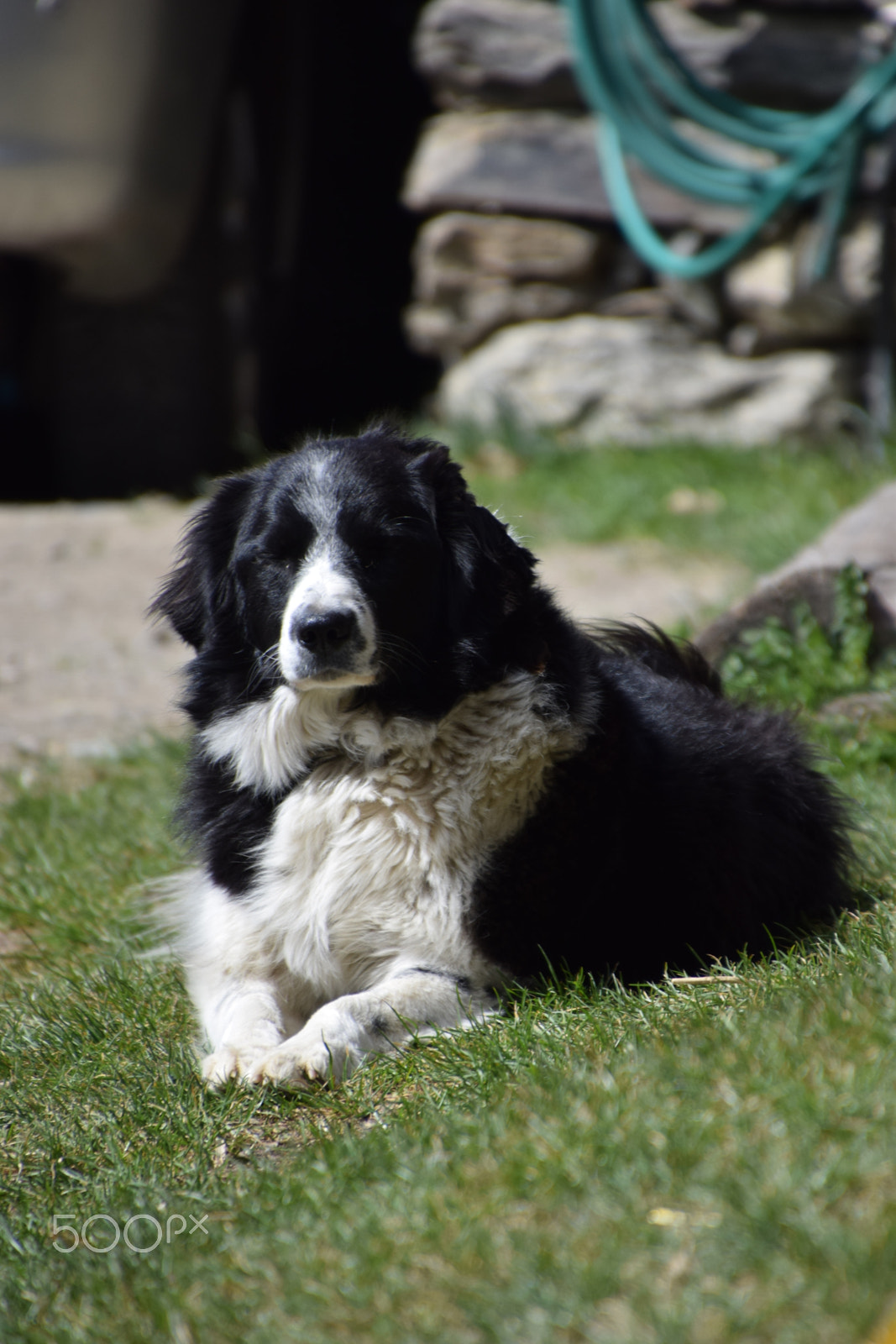Nikon D5300 sample photo. Dog in the grass photography