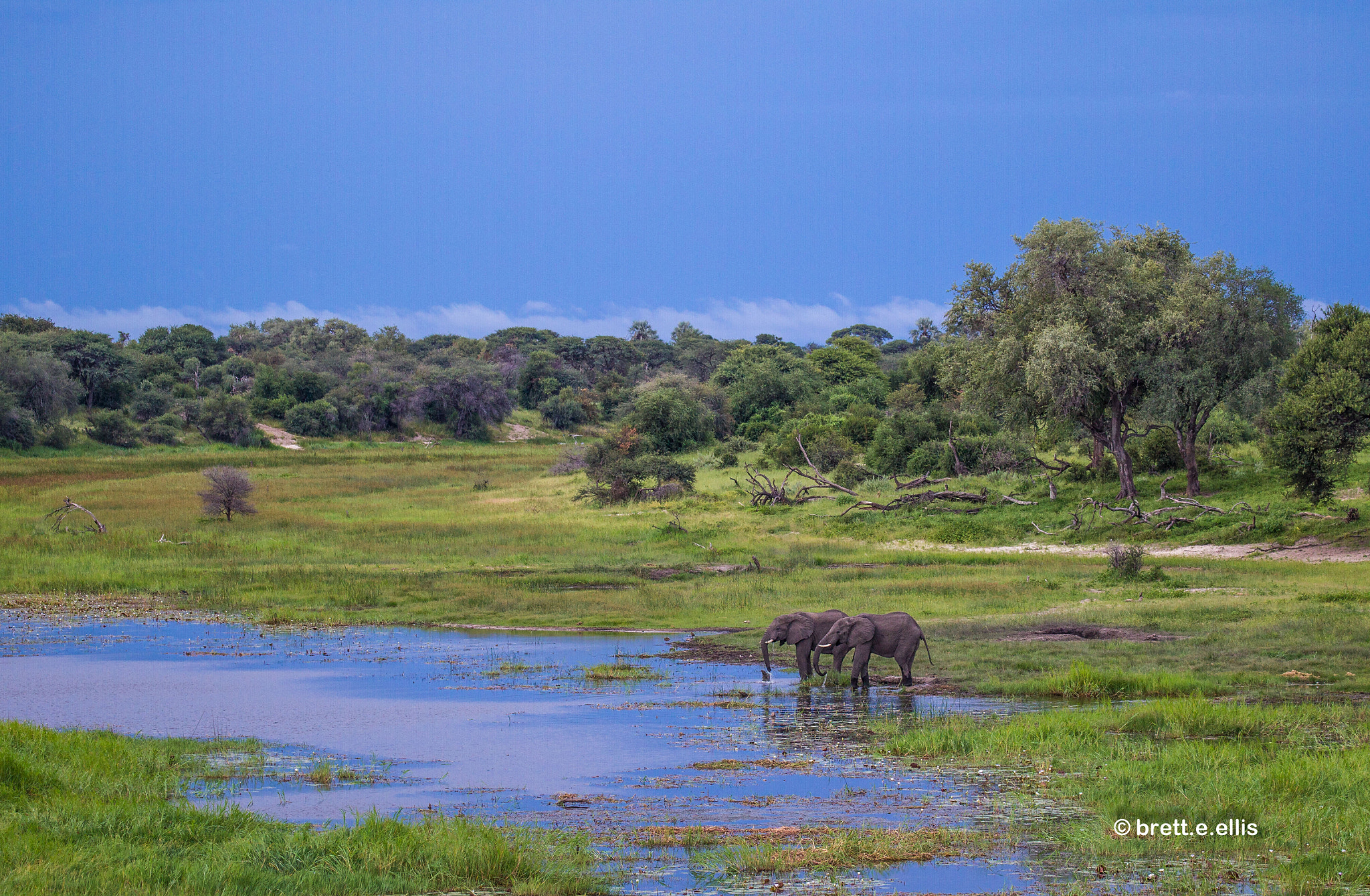 Canon EOS-1D Mark IV sample photo. Elephants on the boteti river, botswana photography